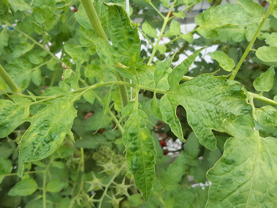 Bladversmalling door aantasting ToBRFV/PepMV. Dit was de eerste foto die NVWA in 2019 vrijgaf van de vondst in Nederland. - Foto: NVWA