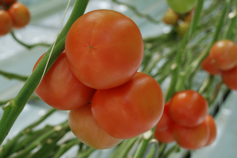 &apos;Zetting en kwaliteit van tomaten zijn goed gebleven&apos;