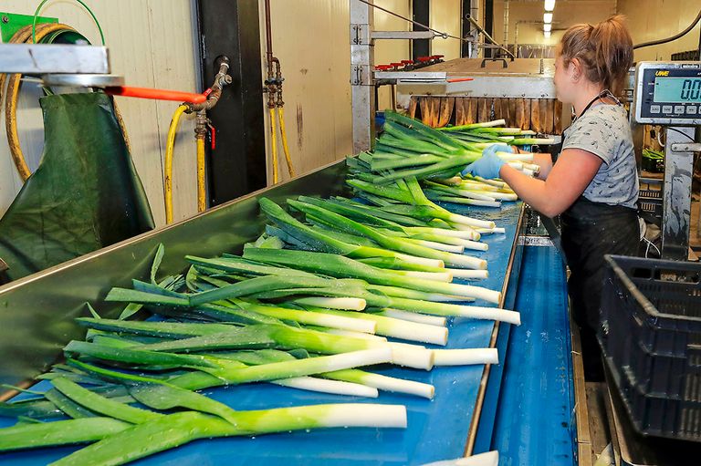 Schonen van prei. In de margemonitor zijn dit jaar geen vollegrondsgroenten opgenomen.  - Foto: Bert Jansen