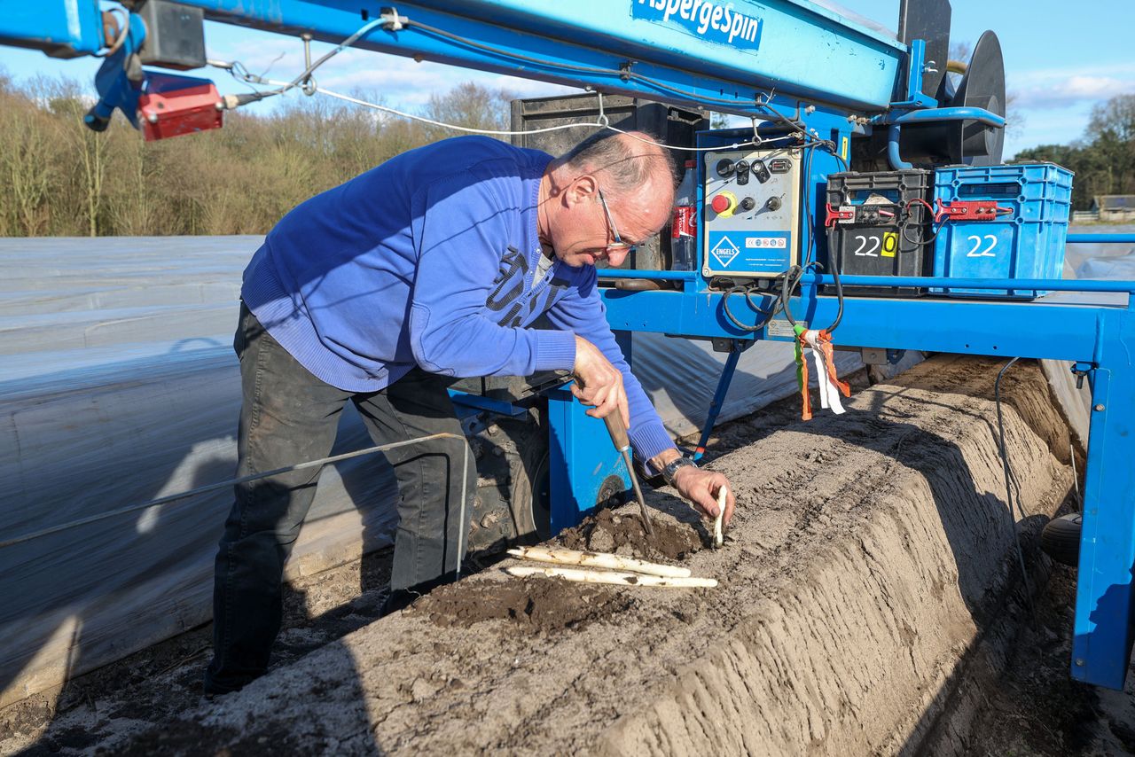 Peter van der Heijden oogstte op 4 maart zijn eerste verwarmde asperge. – Archieffoto: Bert Jansen.