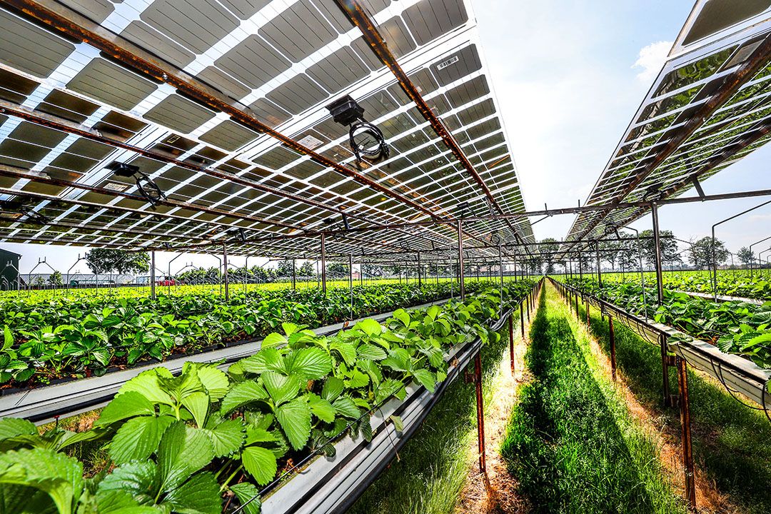 Aardbei onder zonnepanelen op proef in Boekel (N.-Br.). - Foto: Bert Jansen