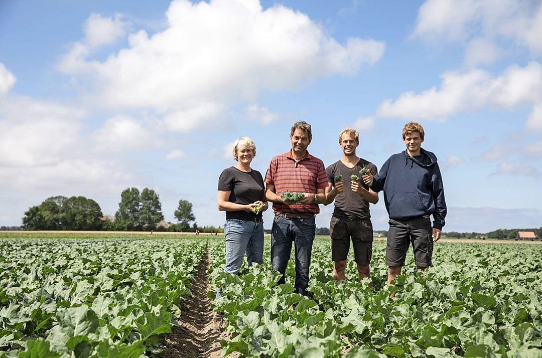 De families Bruinsma en Van Eck proberen de teelt van biologische bimi uit. - Foto: Frieda Ekoplaza Drachten