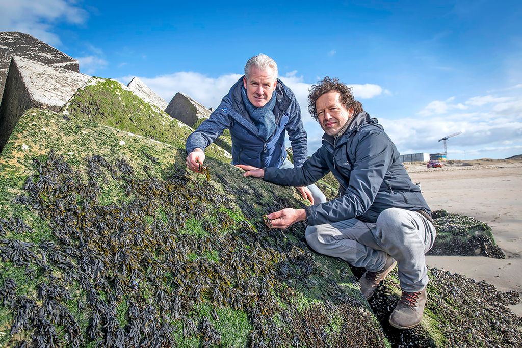 Edwin Sneekes (l) en Joost Wouters zijn twee van de drie oprichters van The Seaweed Company. Het bedrijf staat op het punt verschillende producten met zeewier op de markt te brengen. - Foto: Roel Dijkstra
