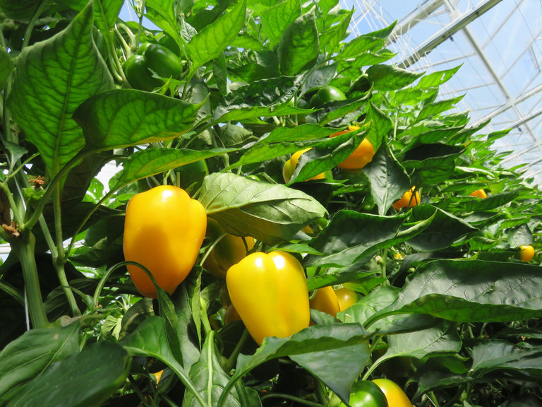Veilingupdate 4 mei: Gele paprika weet niet waarheen