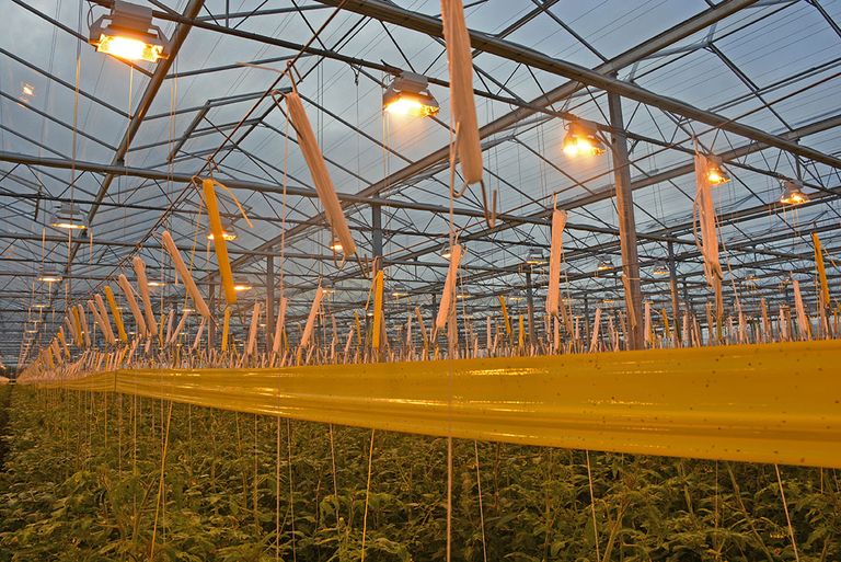 Tomaten kregen tot voor kort in de winter een negatief advies van MileuCentraal. Foto: Peter Visser.