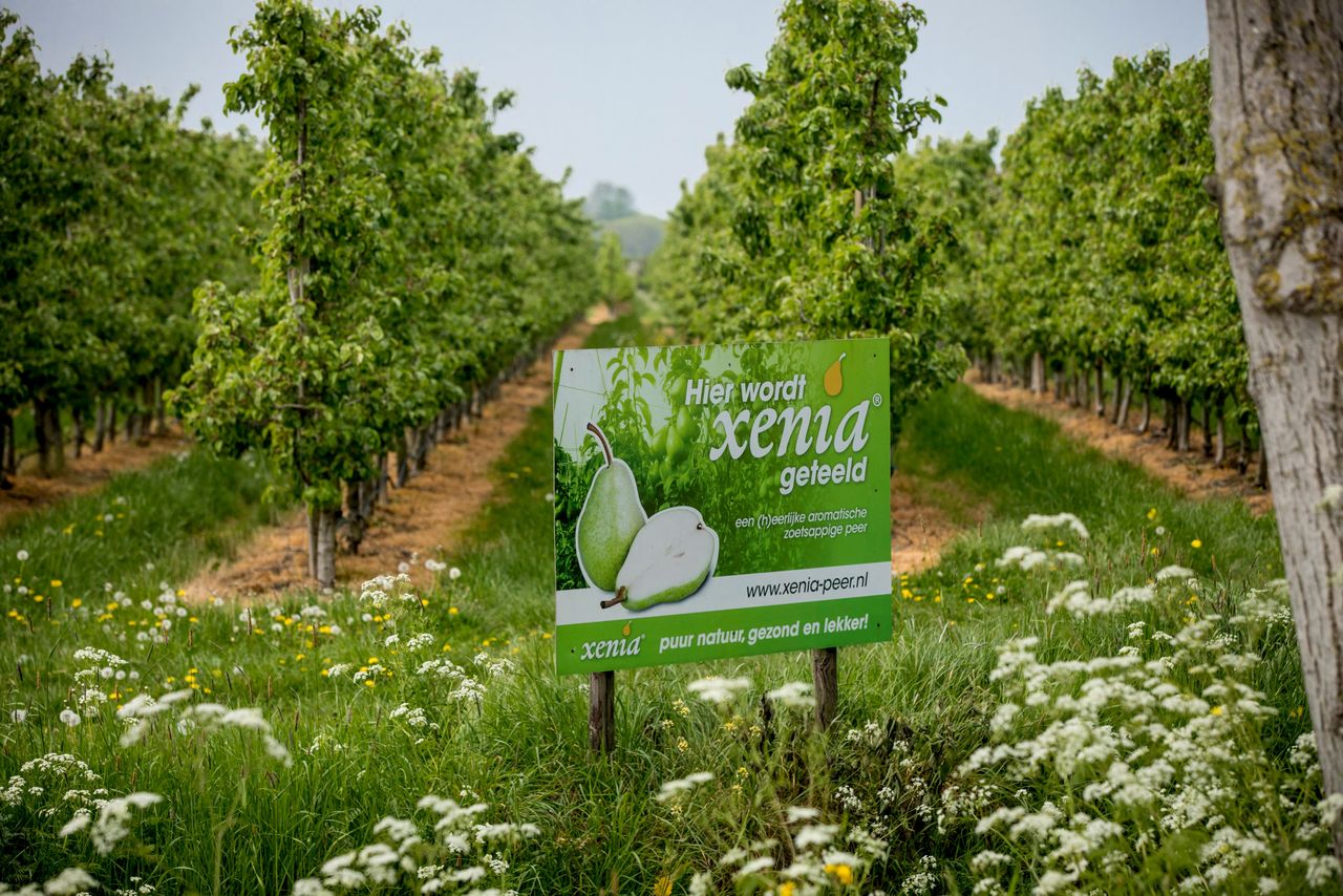 Xenia-oogst groeit snel. Foto: Koos Groenewold