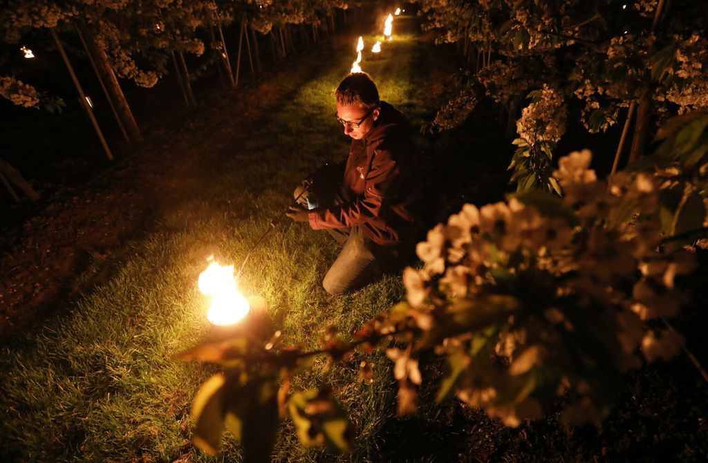 Fruittelers in de Betuwe zetten warmteblazers en vuurpotten in om de kersenbomen te beschermen tegen de nachtvorst. - Foto's: ANP