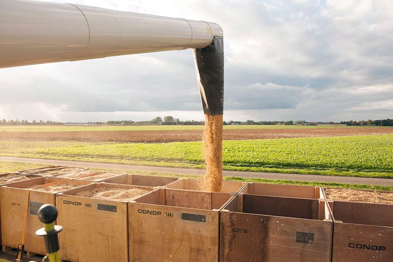 Oogsten van sojabonen. Europese lidstaten willen meer zelfvoorzienend worden op gebied van eiwitgewassen. - Foto: Koos van der Spek