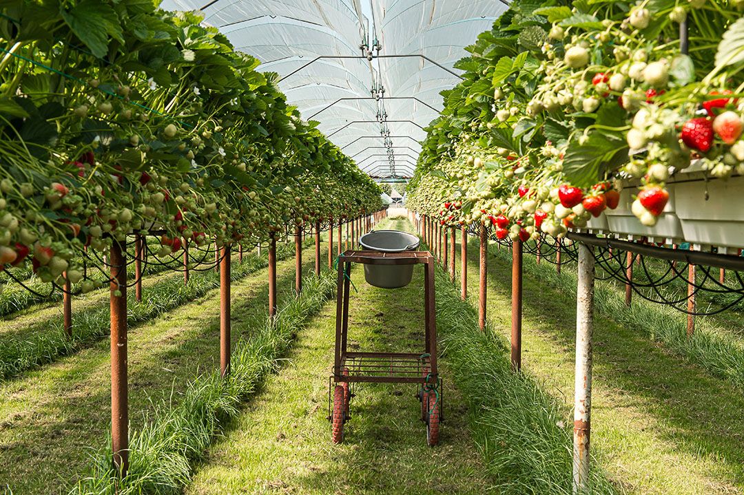 Aardbeienteelt in Nederland. Hoogstraten heeft vijftig Nederlandse telers, vooral in aardbeien. - Foto: ANP