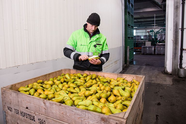 Conferenceprijs weerspiegelt niet de Duitse winkelprijzen voor peren.