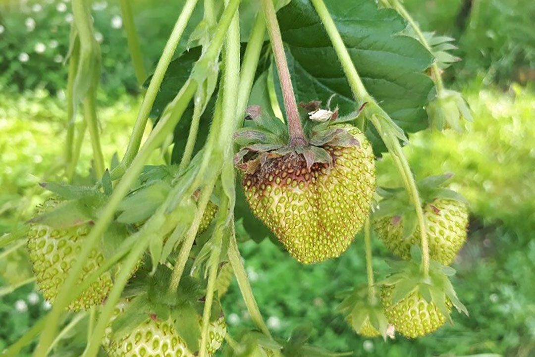 De kans op botrytis neemt toe in najaarsteelt van aardbei onder glas. - Foto: Bayer Cropscience