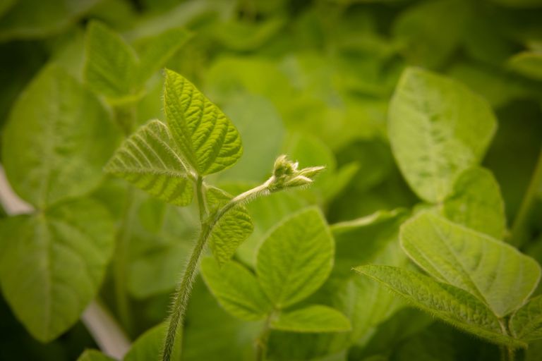 zelfvoorziening plantaardig