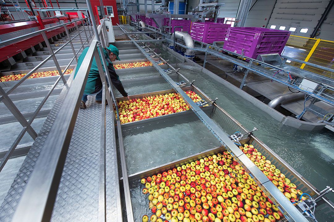 Telersverenigingen verplichtten telers om te schakelen naar PlanetProof. - Foto: Marcel van Hoorn.