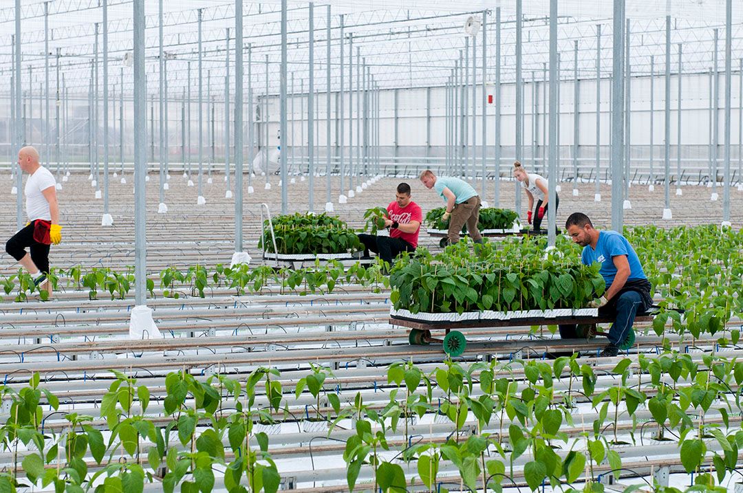 Later planten is langer leeg liggen en wellicht personeel thuis moeten laten zitten. Foto: Wick Natzijl