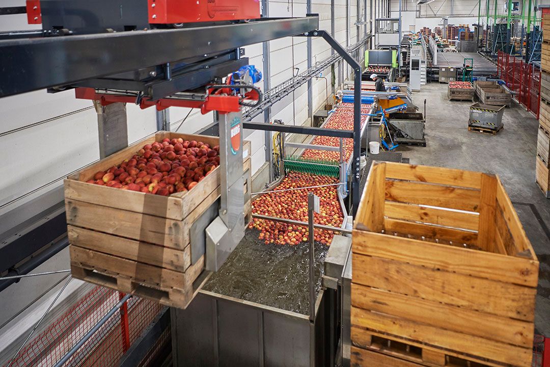 Wassen en sorteren van appels. - Foto: Wouter van Assendelft