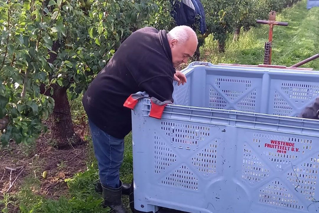 Een van de grootste fruittelers in Nederland is Westende Fruit. Het bedrijf is bijna overgestapt op kunststof kuubkisten. - Foto: The Greenery