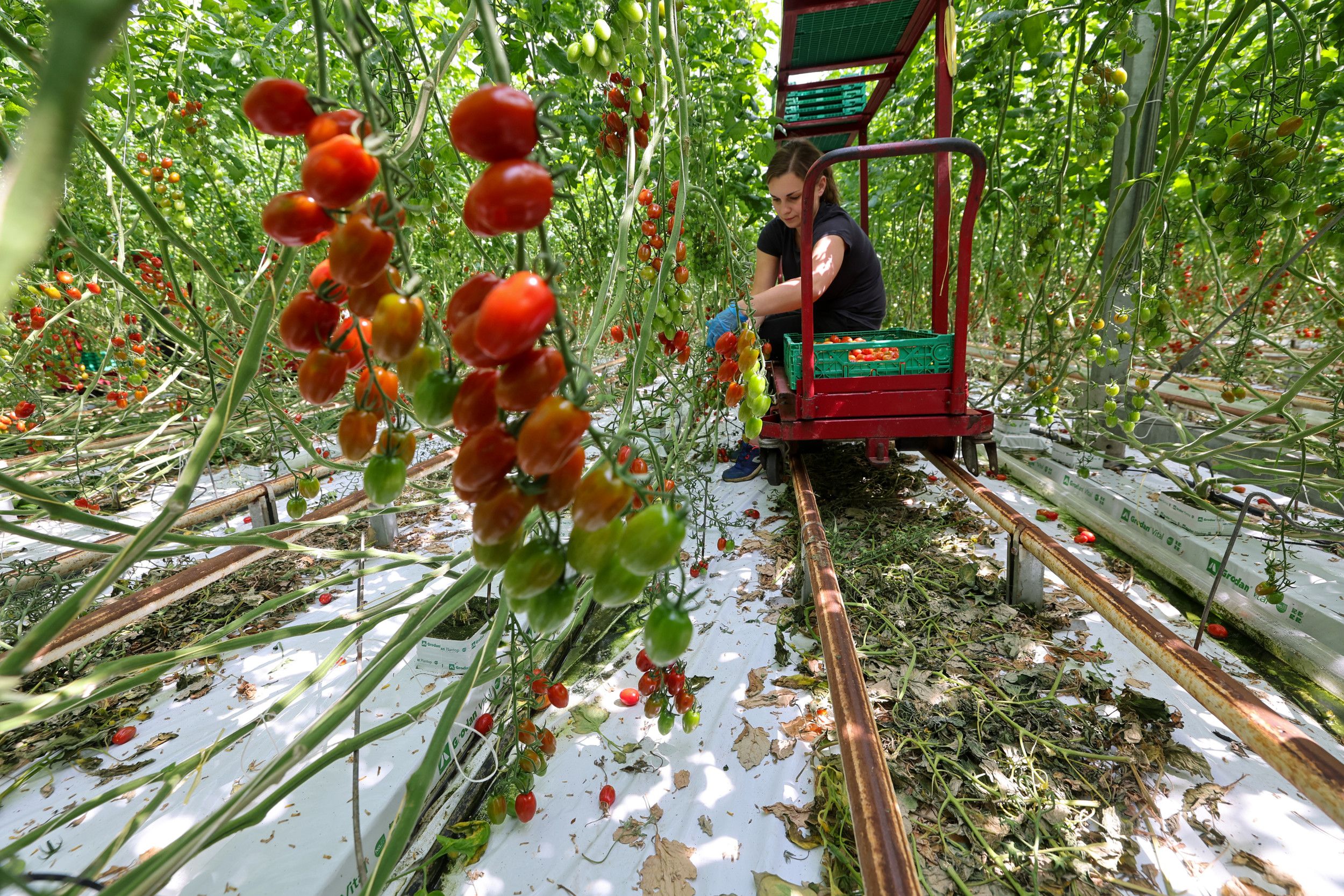 Buitenlandse tomatenoogster is door de Adviesraad gewogen en te licht bevonden. Foto:  Bert Jansen