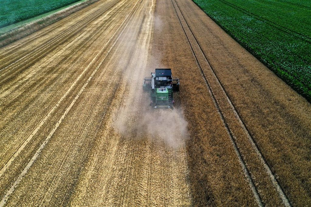 Graanoogst in Duitsland. Foto: AFP