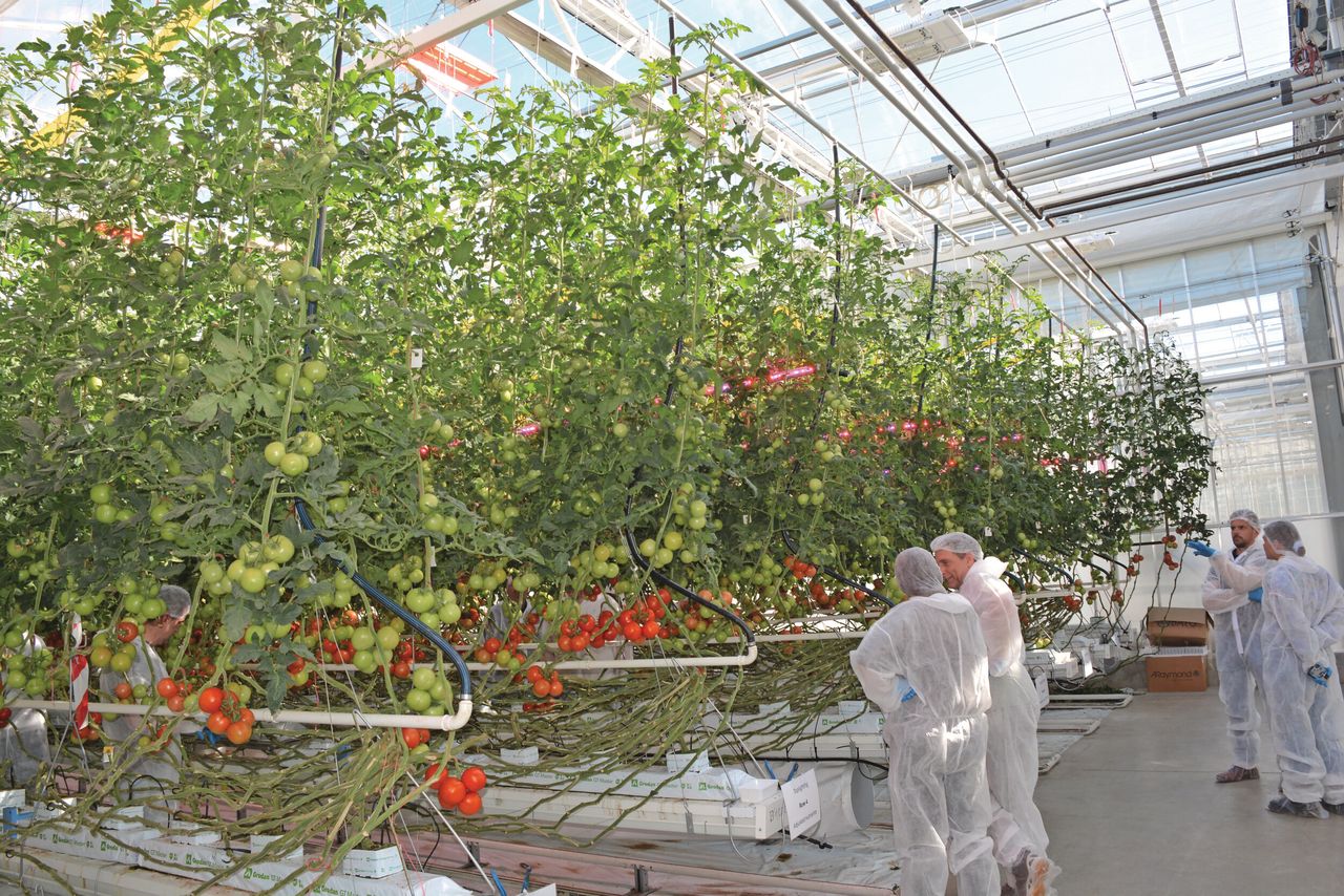 Betaalbare kunstmest uit digestaat - Groenten & Fruit Actueel