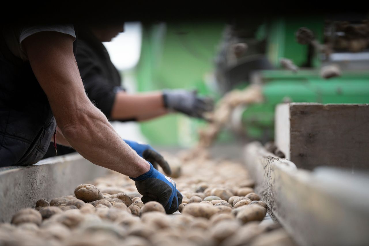 Inschuren van aardappelen. Personen en locatie op de foto hebben geen link met de inhoud van het artikel. Foto: Mark Pasveer