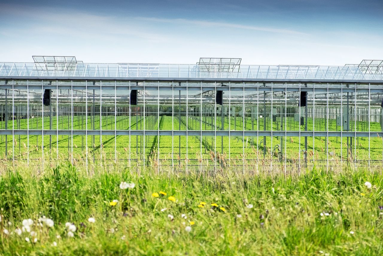 Glastuinbouw wordt te vaak gezien als probleem en niet als oplossing, vinden de partijen achter het manifest, De Eerste Duurzame Generatie. Foto: ANP