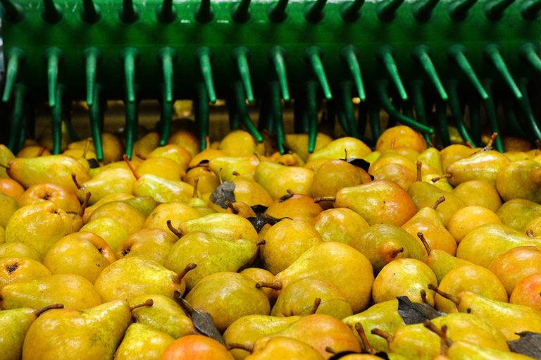 Italië vraagt meer peren uit Noord-Europa. Foto:ANP PIROSCHKA VAN DE WOUW