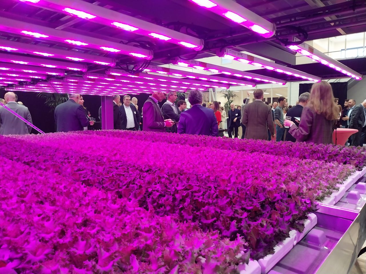 Samen met Siemens, Signify, SICK en TTA opende Inifinite Acres, dochter van 80 Acres, op 10 juni een onderzoeks- en ontwikkelcentrum voor vertical farming in Den Haag. – Foto: Ton van der Scheer