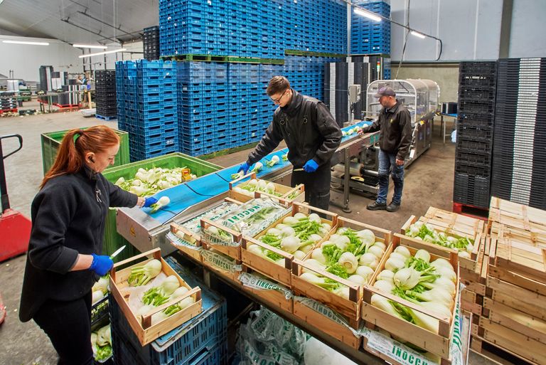 Joop Litjens: “Het stuksgewicht lag dit seizoen bijna zonder uitzondering boven de 300 gram. Dat is heel netjes." Archieffoto: Van Assendelft Fotografie