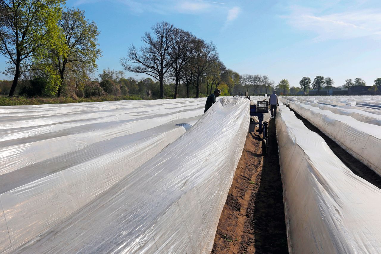 Duitse maatregelen arbeid en gewasbeschermingsmiddelen hebben ook invloed op de positie van de Nederlandse teelt. Foto: Bert Jansen