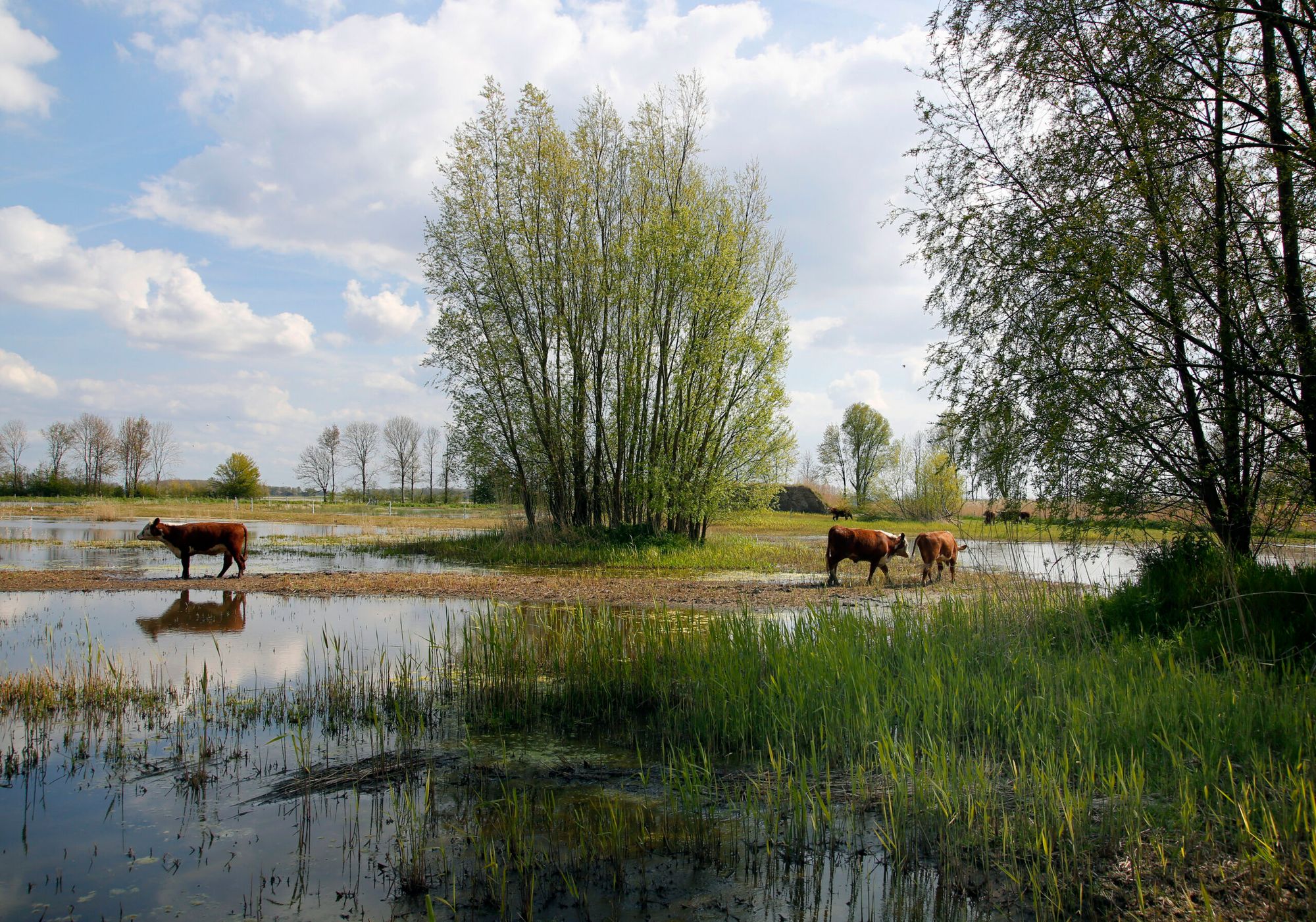 Foto: Ruud Ploeg