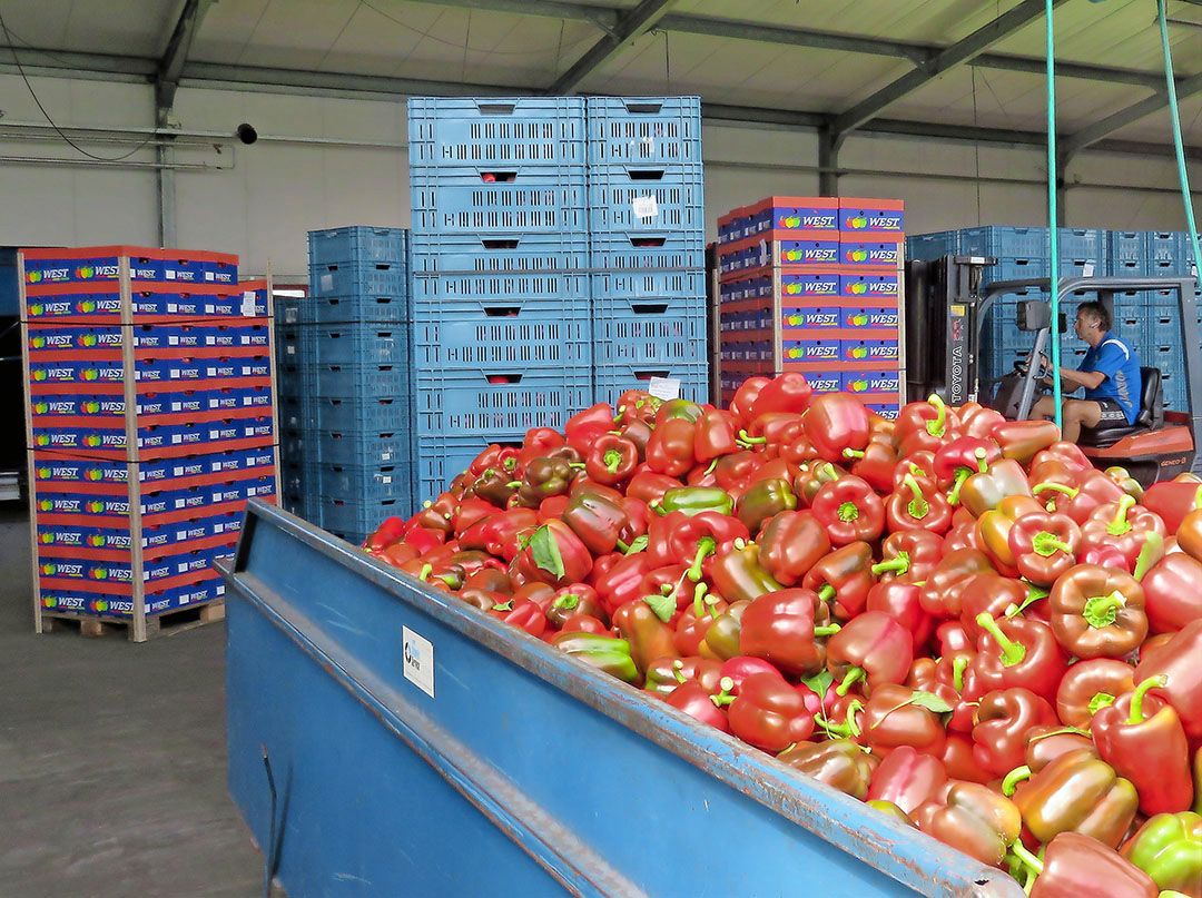 Markt: Alleen paprikaprijs in spoor 2018
