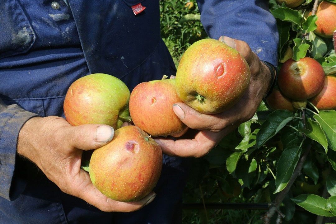 Hagelschade in fruit. - Foto: Ton van der Scheer.