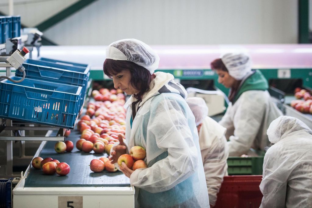 Duitsland oogst minder appels, Nederland toch niet