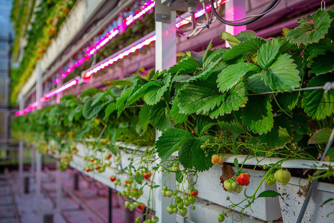 Onzekerheden dwingen de aardbeiensector tot het ontdekken van nieuwere teelttypes. - Foto: Peter Roek