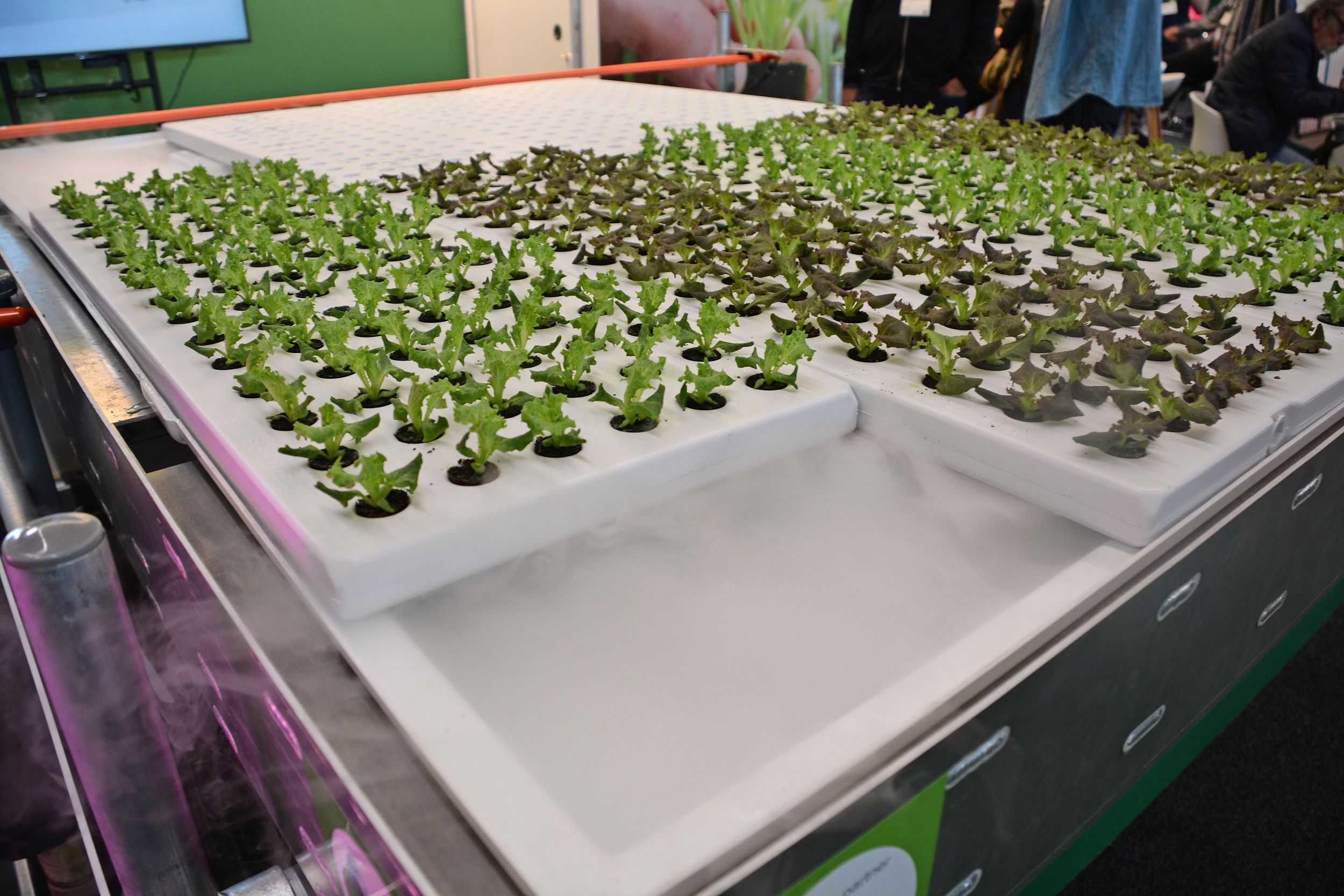 Bij Aquaponics hangen de wortels in een mistdamp. Foto: Peter Visser