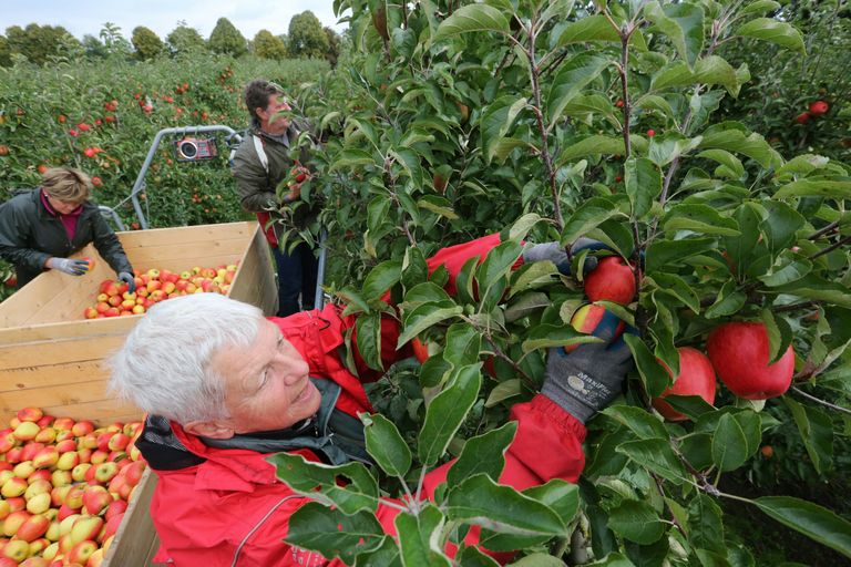 Marktupdate: AH steunt Jonagold in zomerfruitgeweld