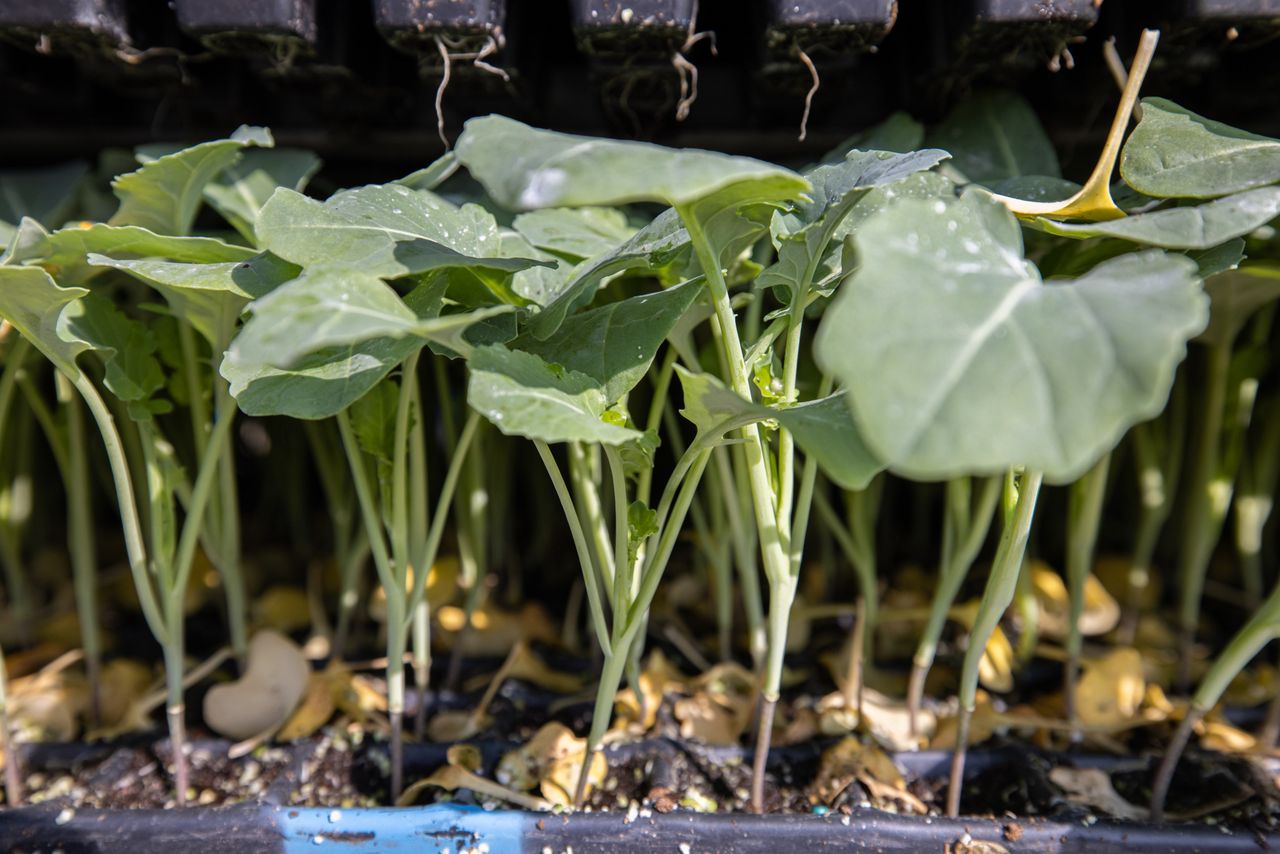 Half april is het bij René Verdonk planten wat de klok slaat. Er zit inmiddels zo’n 50 hectare in de grond. Archieffoto: Peter Roek