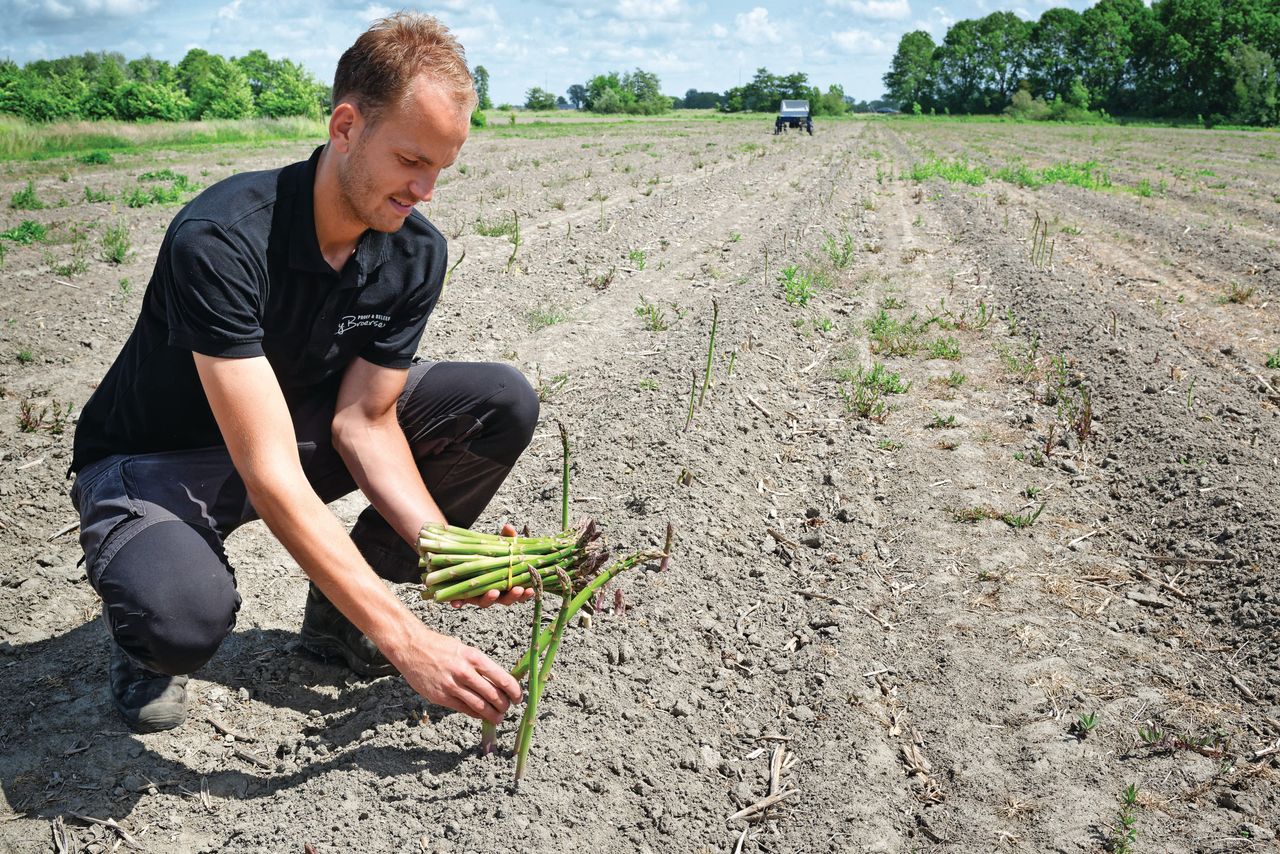 De oogst van groene asperges is bij ByBroersen in volle gang. Foto: Lex Salverda