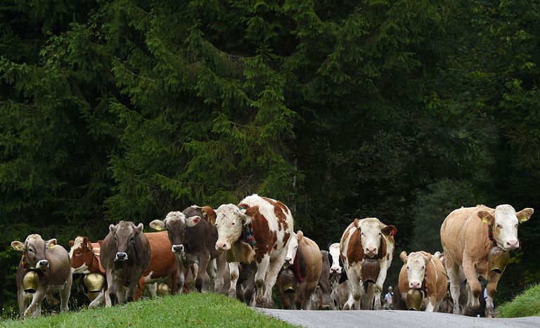 Ammerland is nauw met de regio verbonden. De leveranciers zitten in een straal van 80 kilometer rond de hoofdvestigingen in Dringenburg en Oldenburg. Foto: ANP