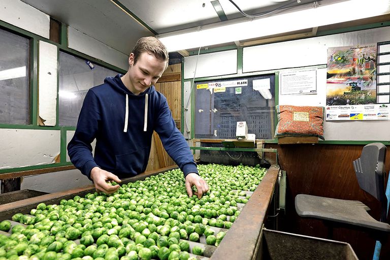 Het sorteren van spruiten. De marges in de keten worden dit jaar onderzocht. - Foto: Ruud Ploeg