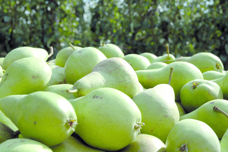 Duitse perenmarkt in rustig vaarwater