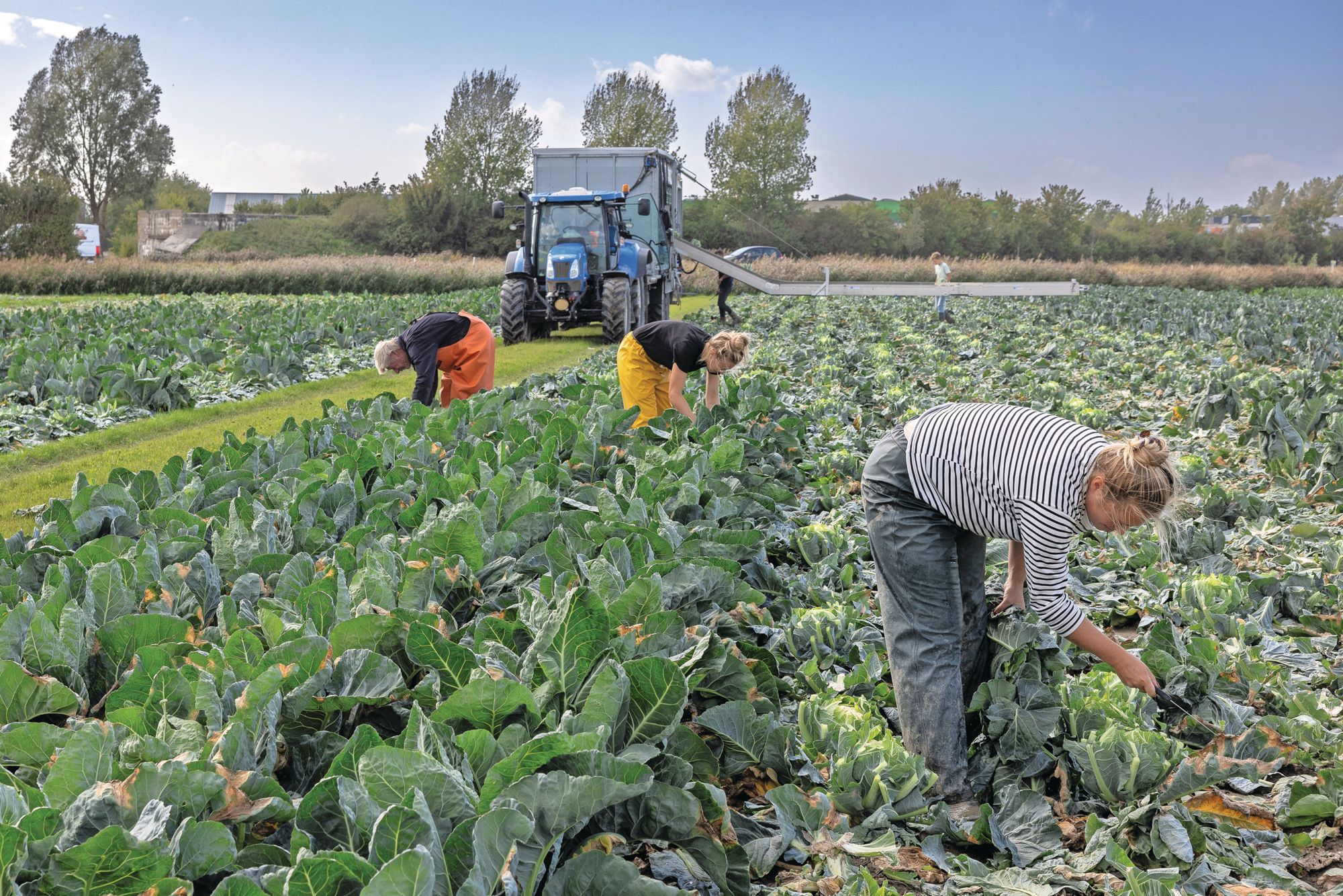 Rien Dieleman oogst dagelijks witte bloemkool. Hij heeft goede hoop dat de prijzen de komende weken zullen aantrekken. “Uiteindelijk moet je naar de middenprijs van het hele seizoen kijken.” Foto: Peter Roek
