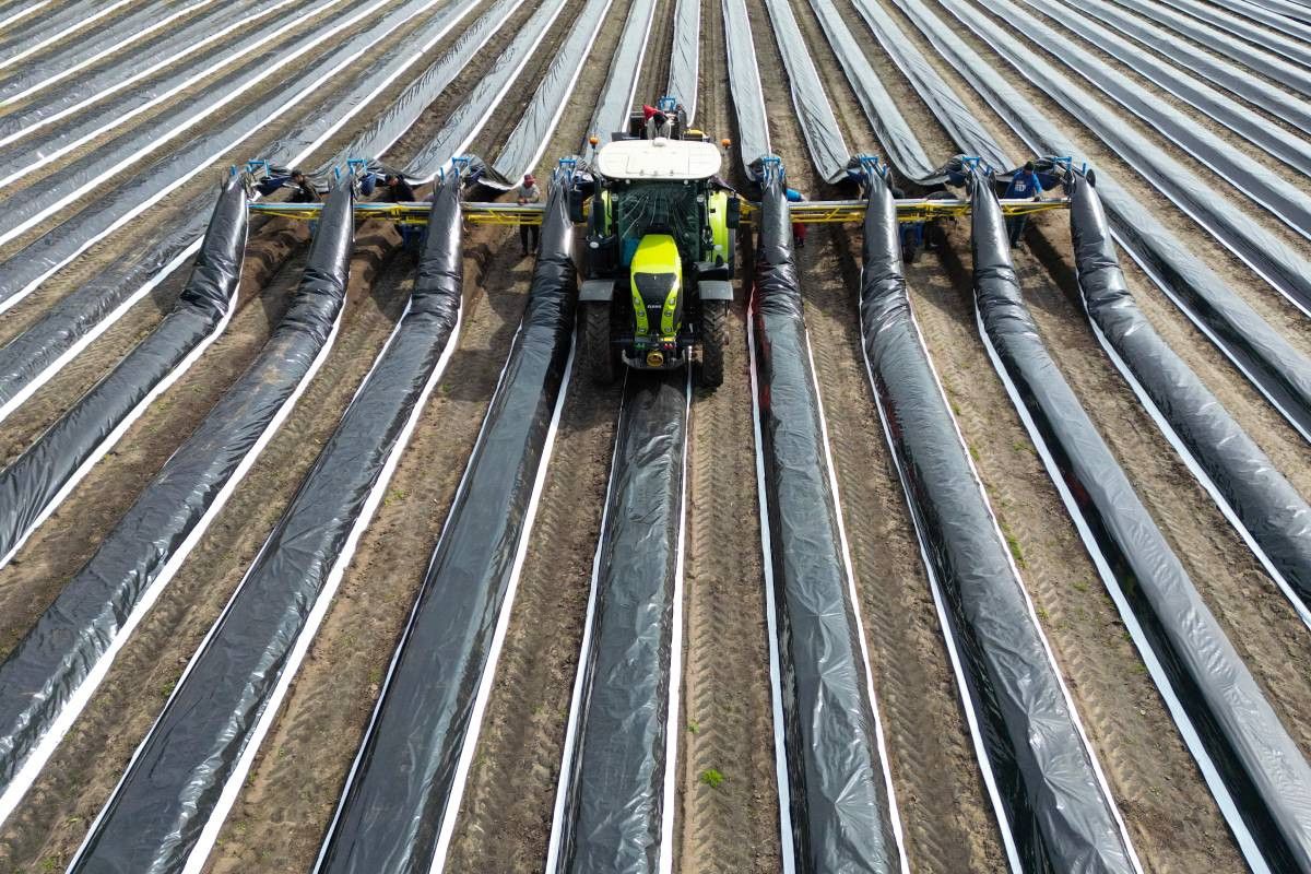 Met name de middelgrote en grote aspergetelers hebben behoefte aan grote, courante percelen. Daarvoor is concurrentie uit andere sectoren. – Foto: Bert Jansen