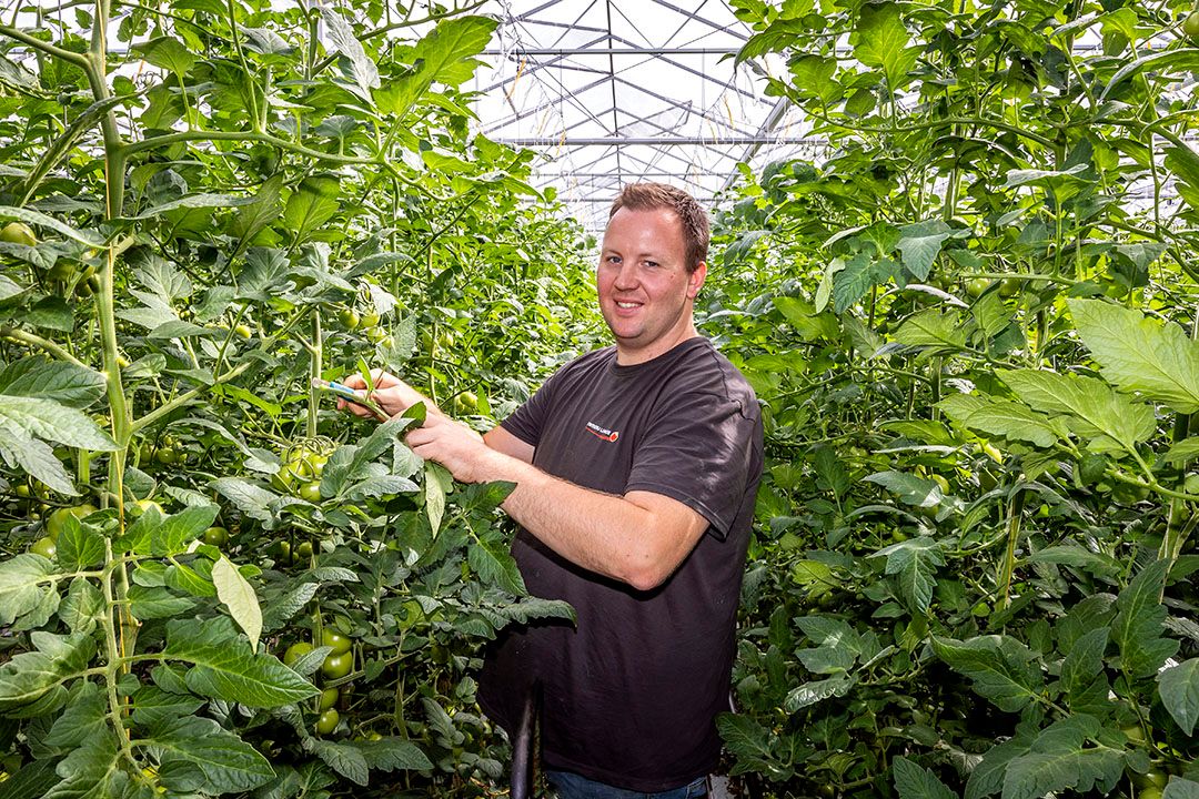 Het bladsnijden stimuleert de grofheid van de vruchten.  - Foto: Peter Roek