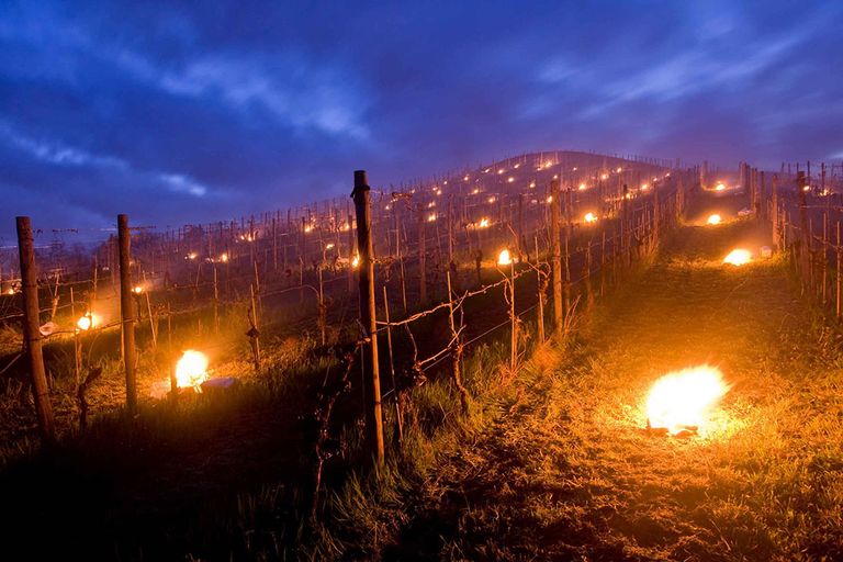 Telers stookten vuren tussen de wijnstokken om de planten tegen vorst te beschermen. - Foto: Canva/KU_09