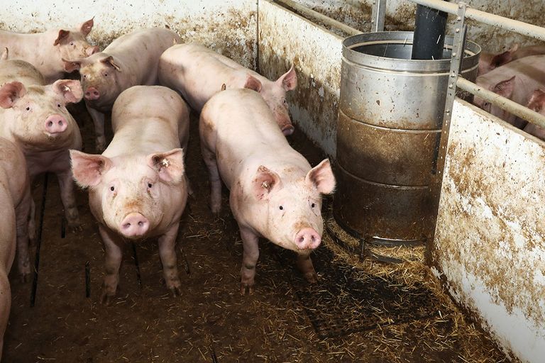 Beeld uit een Duitse varkensstal. Duitsland telde op 3 mei 5,5% minder varkens dan in november vorig jaar. - Foto: Henk Riswick