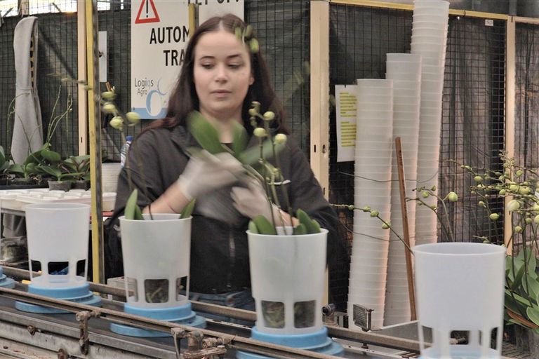 Arbeidsmigrant Julia Bany werkt sinds een paar maanden op een Westlands orchideeënbedrijf. - Foto: Mark Oogjes