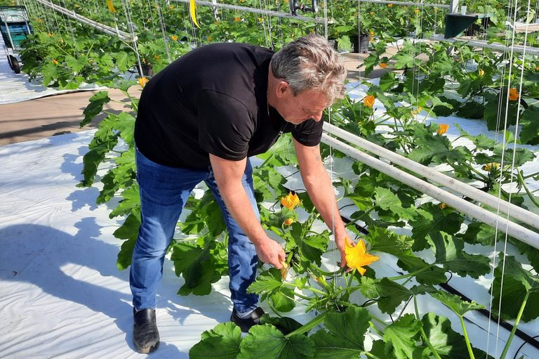 Er is eigenlijk altijd ook wel wat vraag naar bloemen (courgette fleur). Foto: Harry Stijger