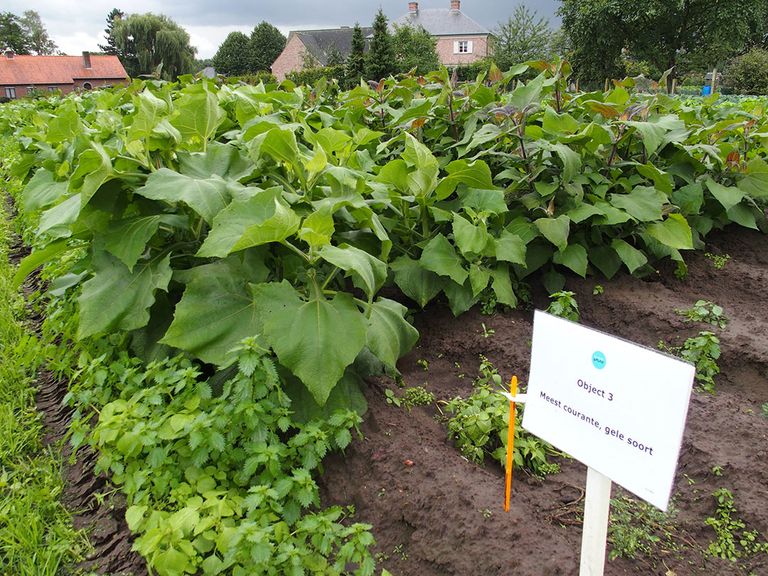 Yacon (Smallanthus sonchifolius) is een knolgewas uit het Andes-gebergte en wordt ook wel appelwortel, Boliviaanse zonnewortel of grondappel genoemd. - Foto: Stan Verstegen