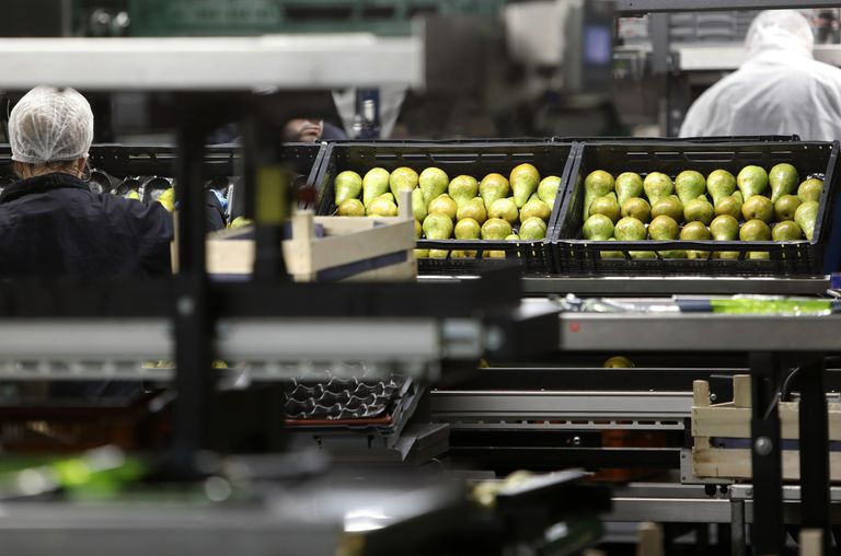 FruitMasters startte nieuwe business units voor verbreding van de afzet van product. Foto: ANP